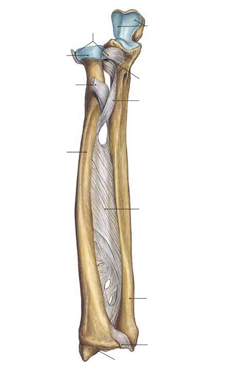 (DIA + Q's) interosseous membrane between ulna and radius Diagram | Quizlet