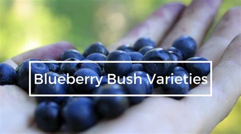 Growing Blueberry Bushes: A Guide to Bush Varieties