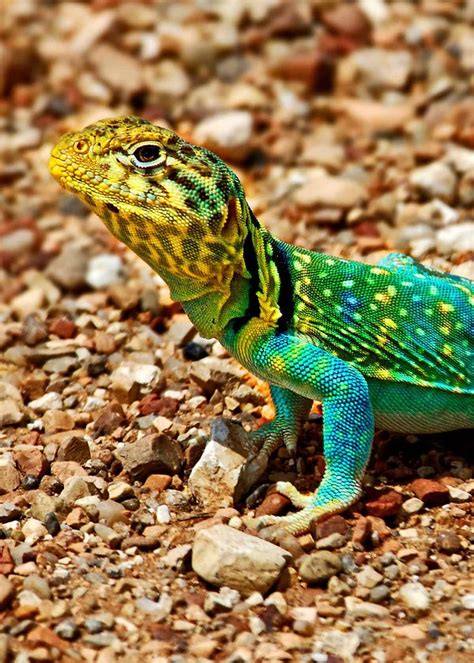 35 Most Colorful Animals in the World (Mammals, Birds, Insects, Reptiles...) | Everywhere Wild ...