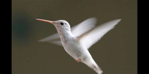 See video of rare, albino hummingbird spotted in Alabama - It's a Southern Thing