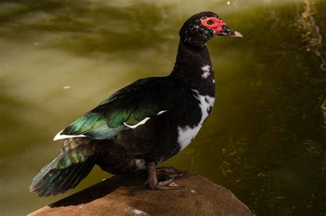 Premium Photo | A duck sits on a rock in front of a body of water.