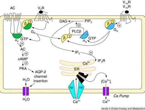 Receptors, Vasopressin; Antidiuretic Hormone Receptors; Receptors, V1 ...