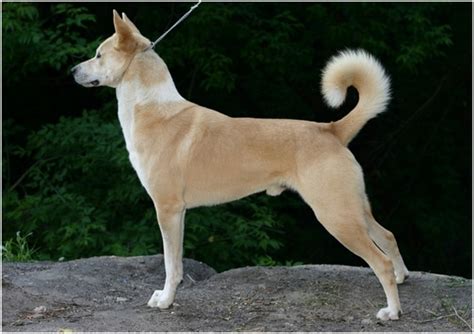 Canaan Dog - Breeders, Puppies, Facts, Pictures, Temperament, Price ...