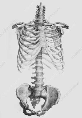 Torso bones - Stock Image - N120/0014 - Science Photo Library