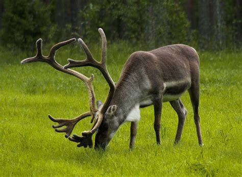 Finland tops list of best destination for wildlife travel - TAN