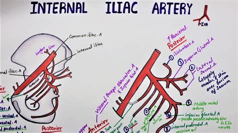 Internal Iliac Artery / Hypogastric Artery - YouTube