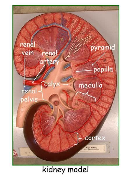 Cortex medulla pyramid papilla renal pelvis renal vein renal artery calyx kidney model ...