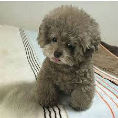 healthy sweets adorable toy Poodle Puppies For adoption for good home ...