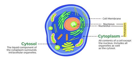 Difference Between Cytosol And Cytoplasm