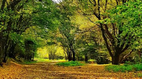 Proprietarii de terenuri trebuie să creeze trupuri de pădure de cel ...