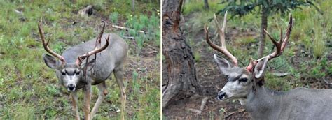 Photo Essay – Mule Deer Antlers – Mule Deer Foundation