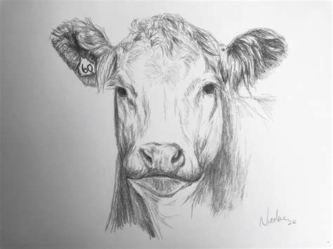 Stunning Cow Pencil Drawing