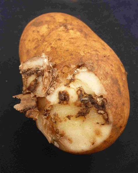 Potato tuber moth: potato pest in Indonesia and Western Australia ...