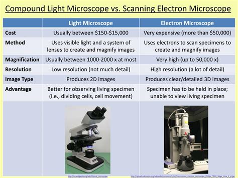 Magnifying Power Of Compound Light Microscope | Shelly Lighting