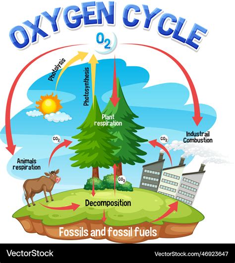 Oxygen Cycle Diagram For Science Education Vector Image, 41% OFF