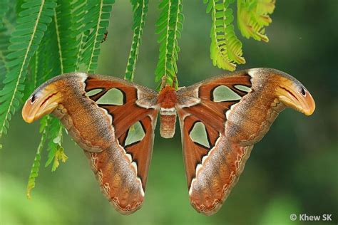 Butterflies of Singapore: The Atlas Moth Chronicles - Episode 3