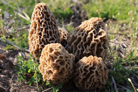 Morel Mushroom Hunting Tips - Grandpa Shorter's Gifts