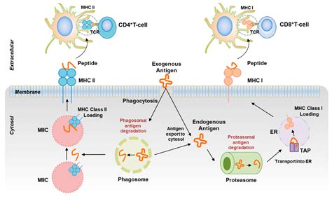 IJMS | Free Full-Text | Dendritic Cell-Mediated Th2 Immunity and Immune Disorders