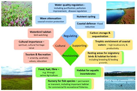 Ecosystem services provided by salt marshes. | Download Scientific Diagram