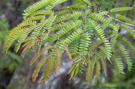 Wild Tamarind Leaves and Branches | ClipPix ETC: Educational Photos for Students and Teachers