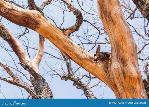 Large Tree Bark Skin Peeling Stock Photo - Image of aged, bark: 100172320