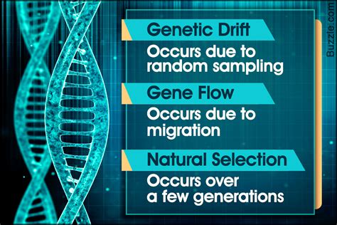 [DIAGRAM] Diagram Of Genetic Drift - MYDIAGRAM.ONLINE