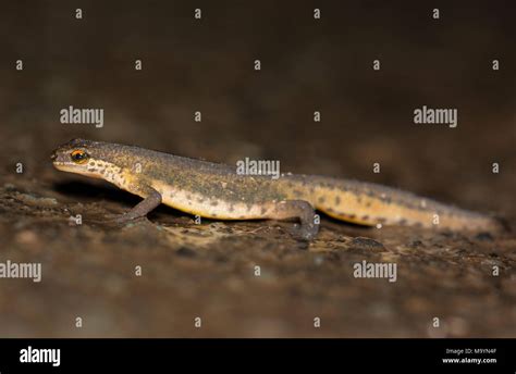 European newt species hi-res stock photography and images - Alamy