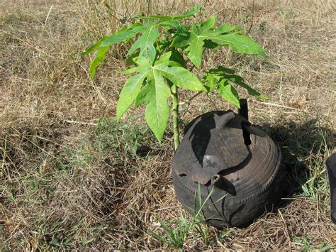 Drip irrigation - Katbare - January 2010 Ethiopia | Local in… | Flickr