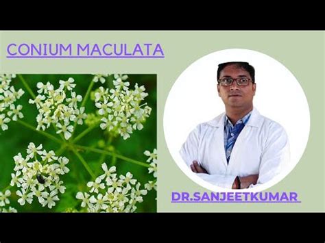 Tutorial 64 -- CONIUM MACULATUM POISONING - YouTube