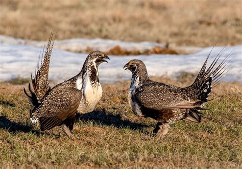 sage-grouse population Archives | intoBirds