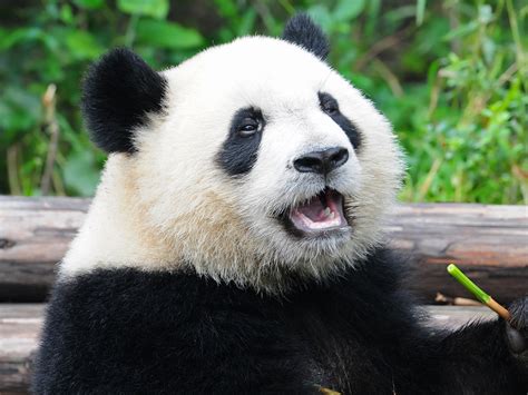 Why Does China Own All Panda? | FACTOFIT