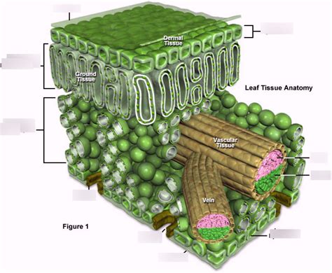 Plant Leaf Diagram