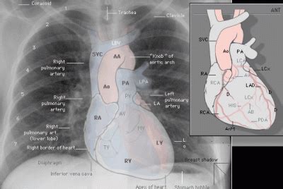 evolution - Are most people right handed, because they had to protect their heart? - Skeptics ...