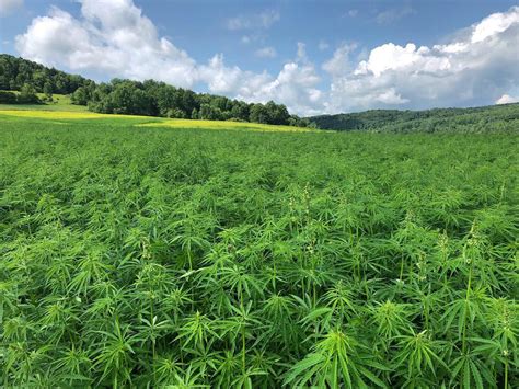 hemp-field-2 – Redleaf Global Solutions