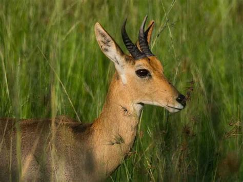 Hunting Reedbuck in South Africa - Somerby Safaris