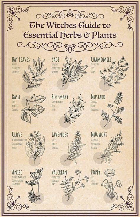 The Witch's Guide to Essential Plants and Herbs Wiccan Kitchen Digital ...