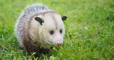 Opossum Out During the Day: Causes and Implications | Critter Stop