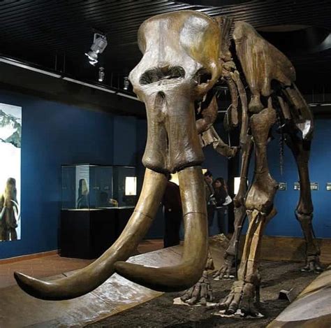 Elephant Evolution | From Moeritherium To Modern Day Elephants