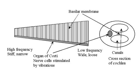 Basilar Membrane Diagram