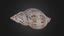 Porifera: Cliona celata borings on gastropod - Download Free 3D model ...