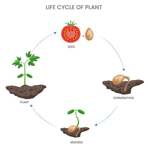 Plant life cycle, Seed germination, growth, flowering, seed formation ...