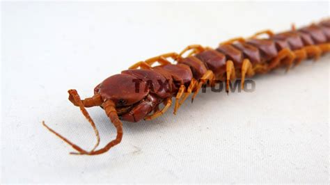 Scolopendra gigantea