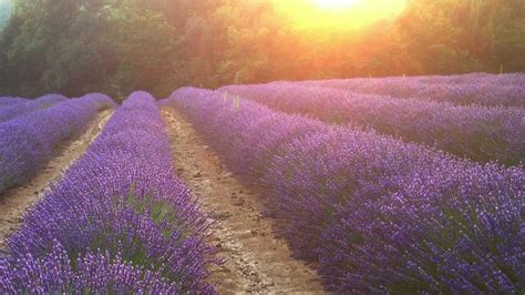 Lavender fields, Southern France - YouTube