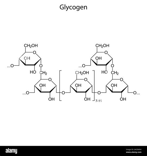 Glycogen Structure Diagram