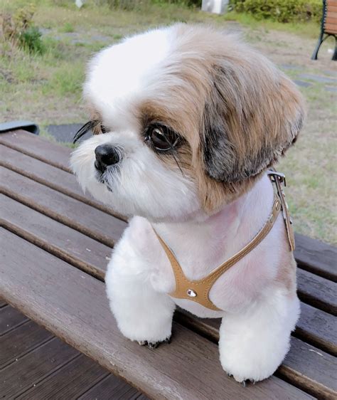 IG: @blueholic_ ༚ #shihtzu | Cute baby animals, Baby dogs, Baby animals