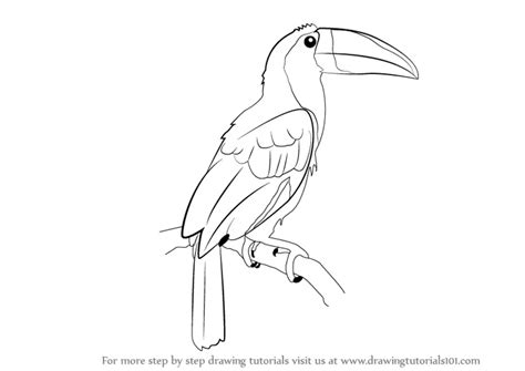 Learn How to Draw a Toucan (Birds) Step by Step : Drawing Tutorials