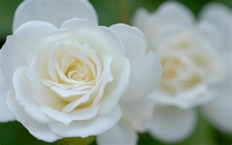 White Rose, rose, flower, nature, petals, layers, white, gorgeous, HD wallpaper | Peakpx