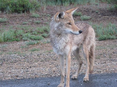 Coyotes | State of Tennessee, Wildlife Resources Agency