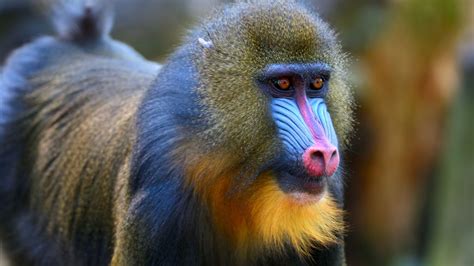 What Monkey Has A Red Butt Or Bottom? 7 Species - Oxford Pets