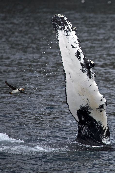 Puffin Flying by a Humpback Whale - Kenai Fjords National Park #Alaska #wildlife | Kenai fjords ...